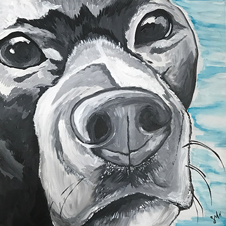 Pet Portraits