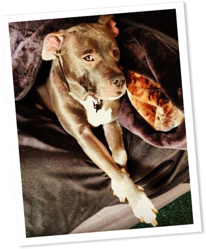 Custom Pet Portraits